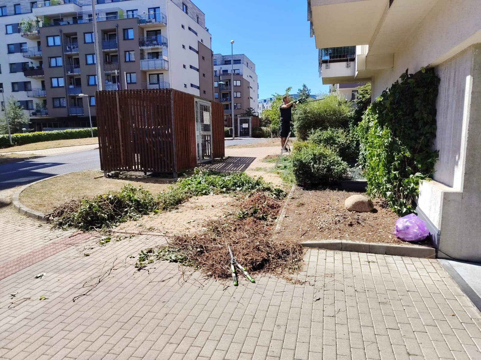 Zeleň u bytového domu po zásahu údržbového týmu